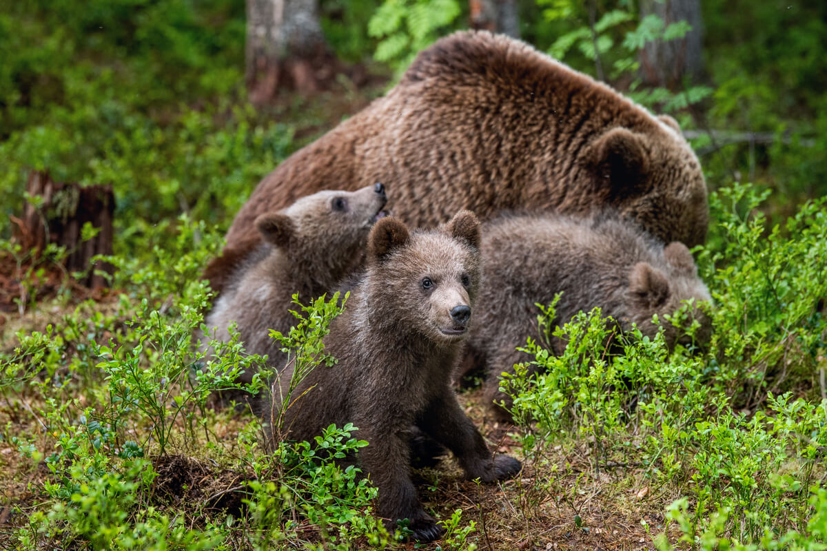 El oso cantábrico con sus crías.