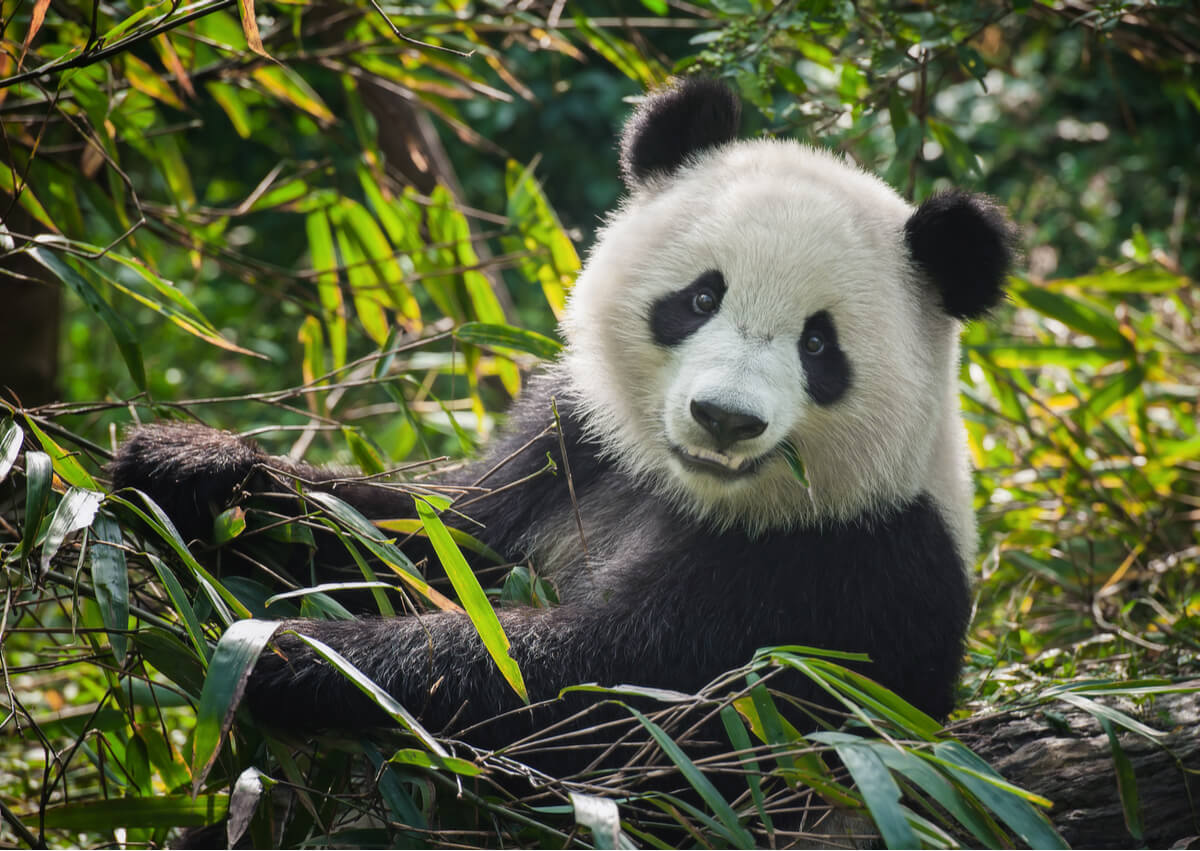 Un oso panda común en peligro de extinción.