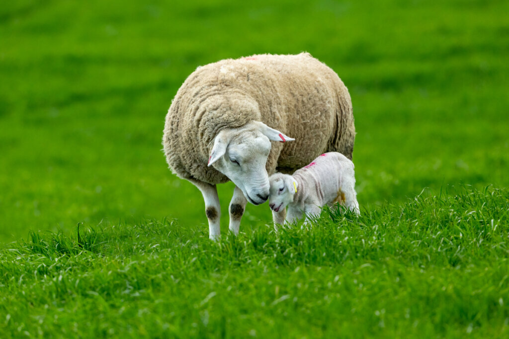 La reproducción de las ovejas Mis Animales La reproducción de las ovejas Mis Animales