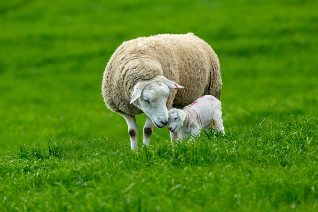 Comportamiento de las ovejas