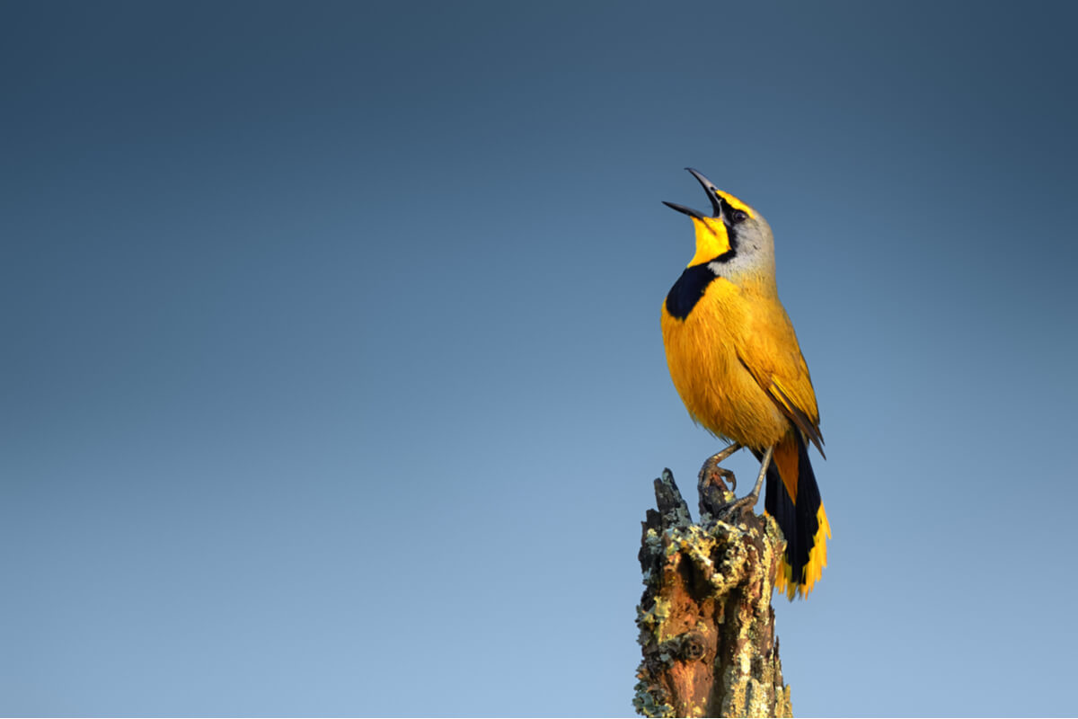 Un pájaro canta sobre un árbol.