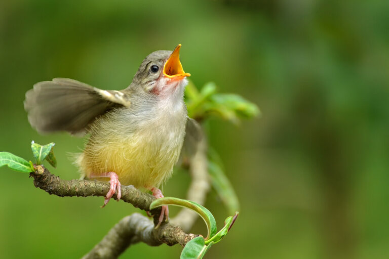 ¿Cómo se reconocen los pájaros entre ellos?