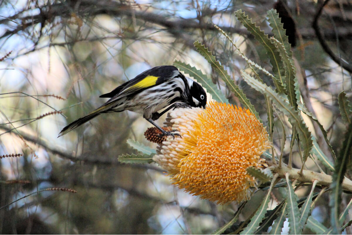 Un pájaro nectívoro de gran tamaño.