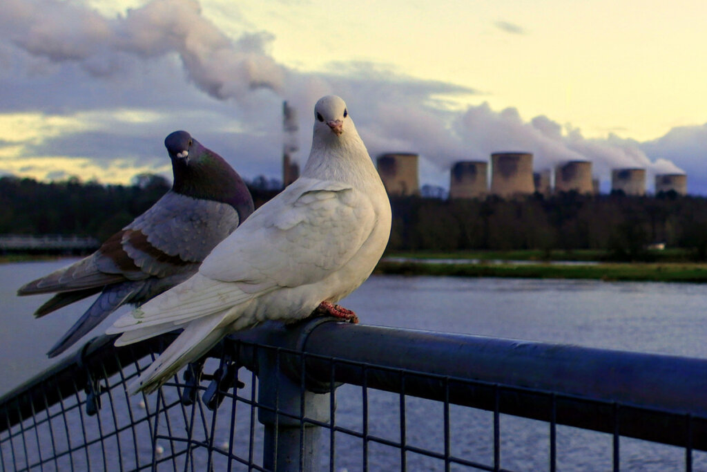 Palomas apoyadas en una verja.