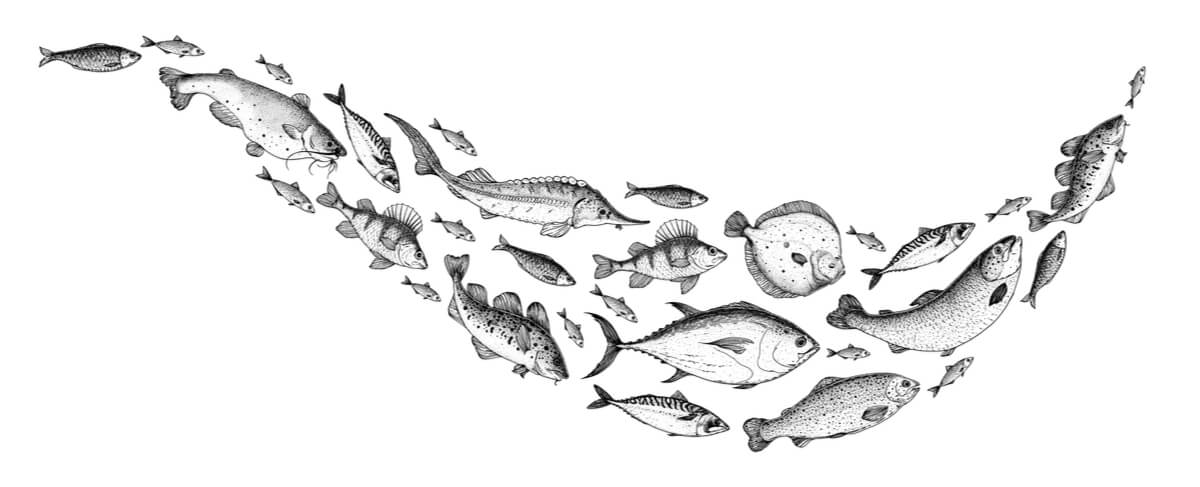 Un dibujo de peces de río en blanco y negro.