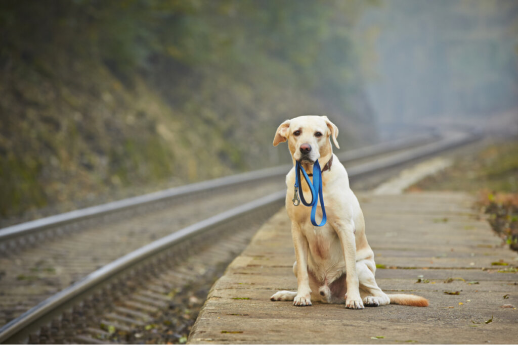 Un perro perdido camina 80 kilómetros hasta su hogar