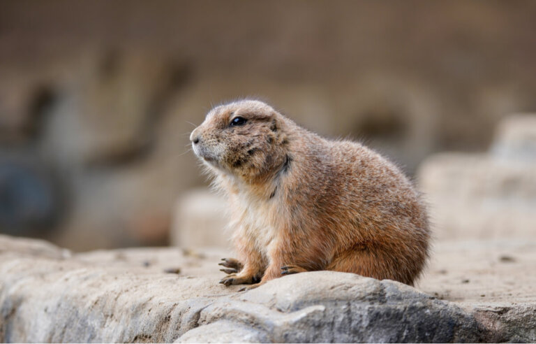 Cuatro especies menos conocidas de la fauna de las praderas norteamericanas