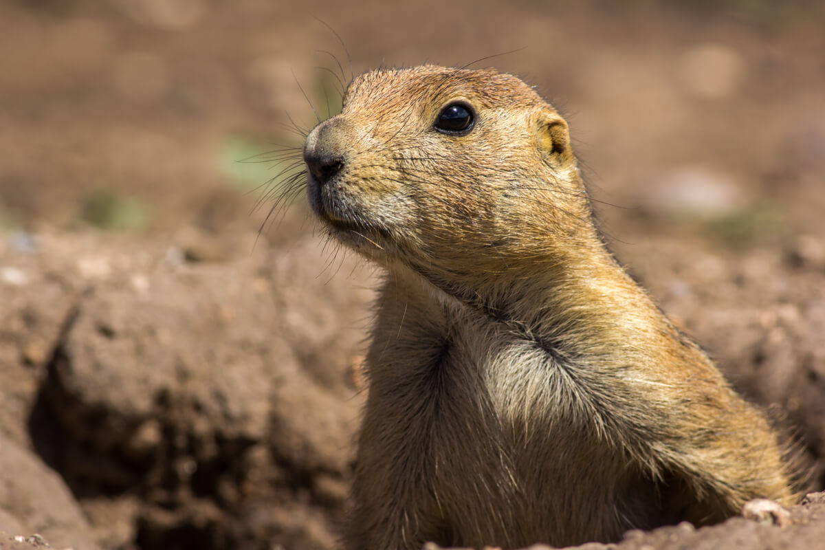 Prairie dogs are animals that live in burrows.