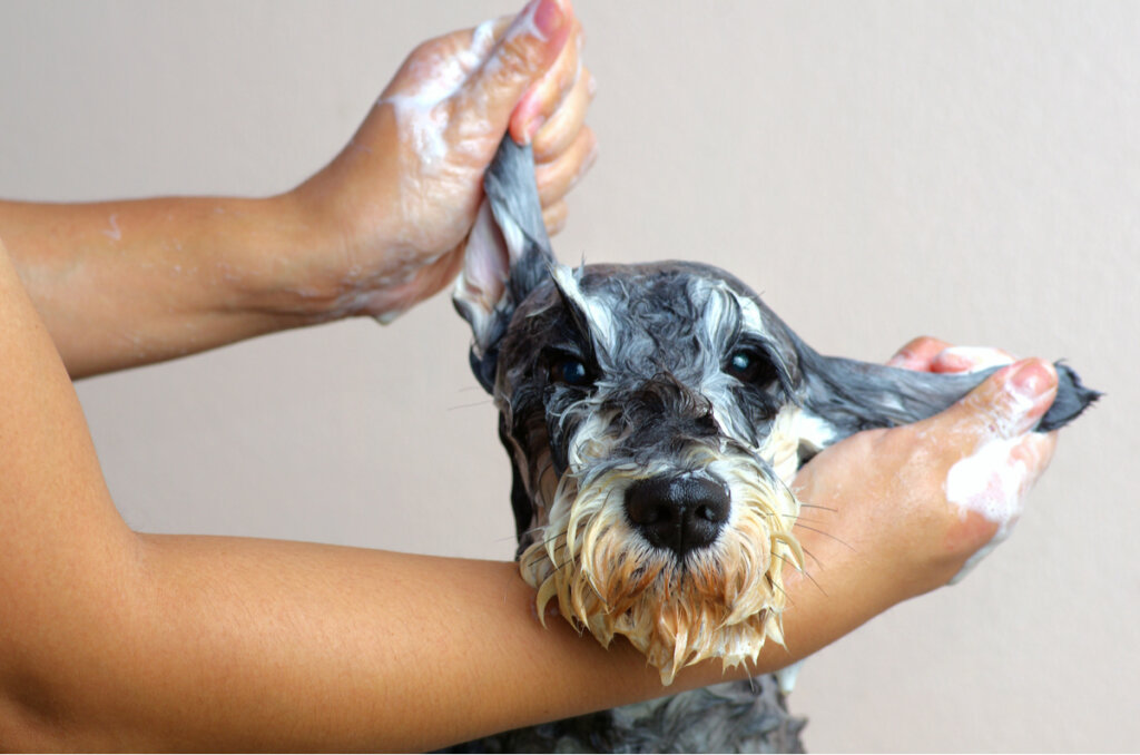 Cinco consejos para hacer shampoo casero para perros