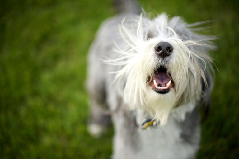 ¿Cómo identificar los ladridos de los perros?