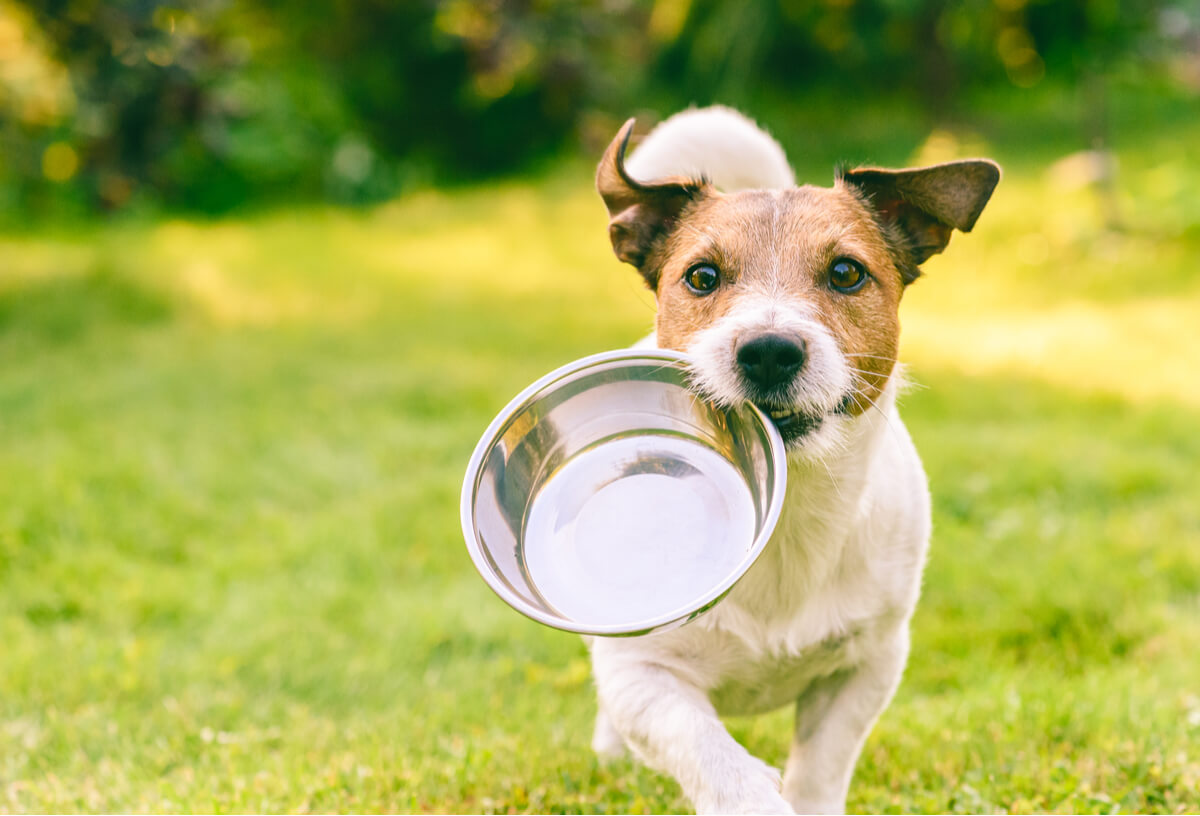 Um cachorro com uma tigela de comida.