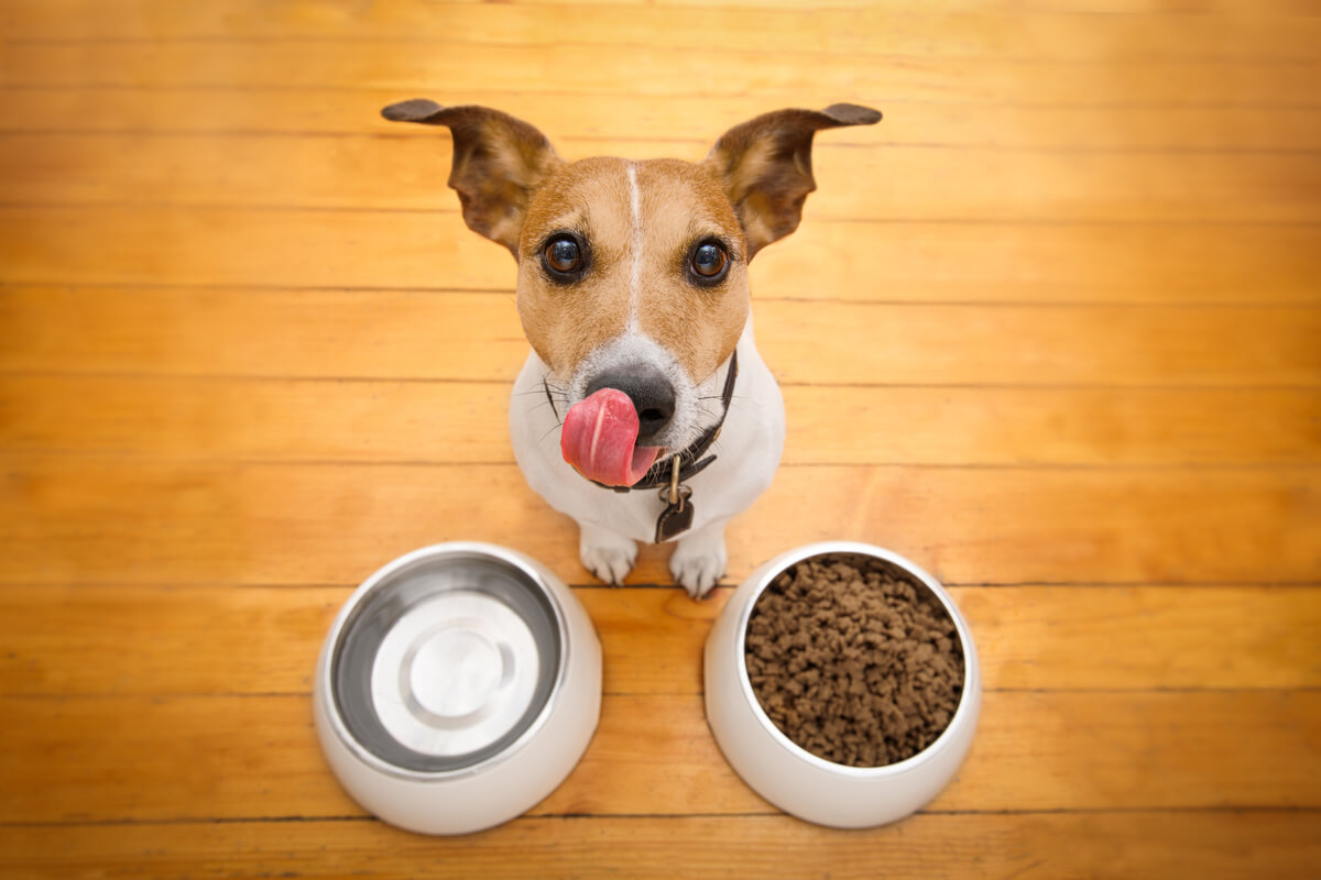 ¿Cuántas veces debe comer un perro al día?