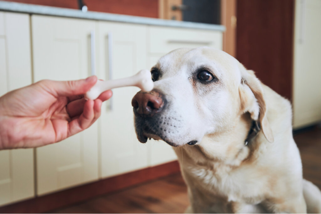 Tres sugerencias de recompensa de alimentos que puedes dar a tu mascota