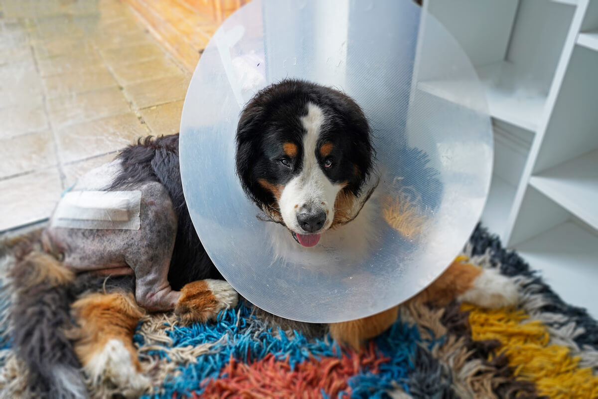 Tumores benignos en perros: siete cosas que debes saber