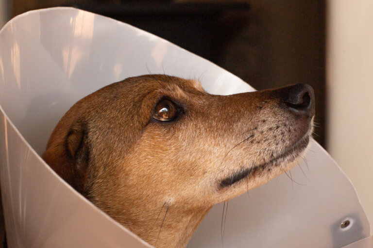 Collar isabelino: ¿cómo ayudar a tu mascota a adaptarse a él?