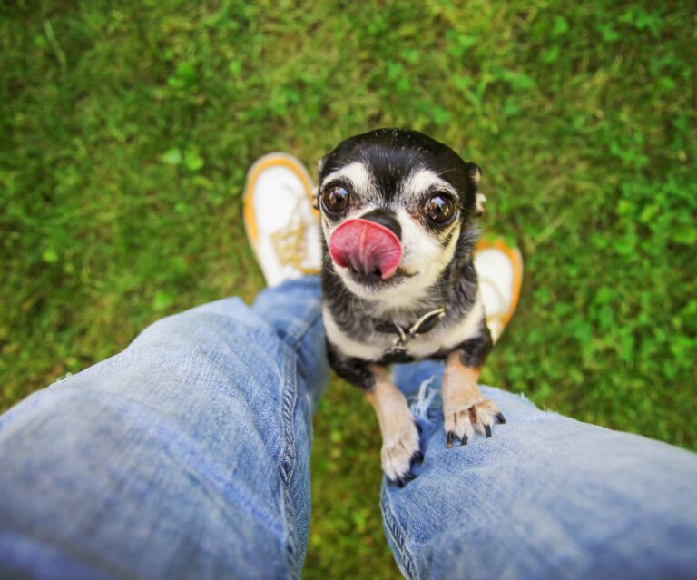 ¿Qué es un perro velcro?