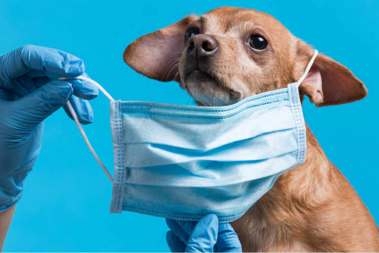 Las tres enfermedades bacterianas más comunes en perros
