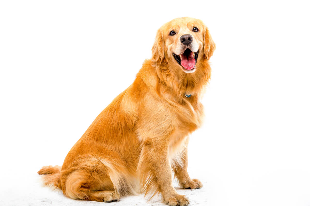 La endogamia en un golden retriever.