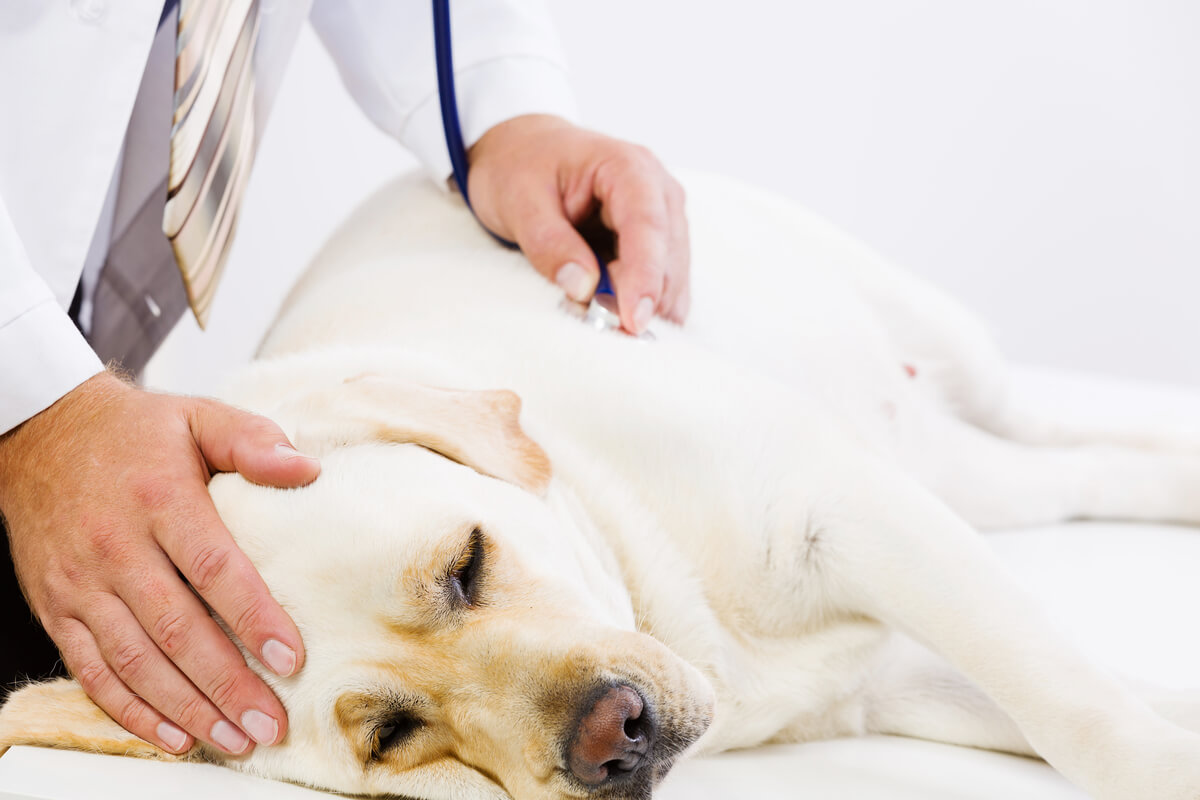 Cuidar a un perro con neumonía puede ser difícil.