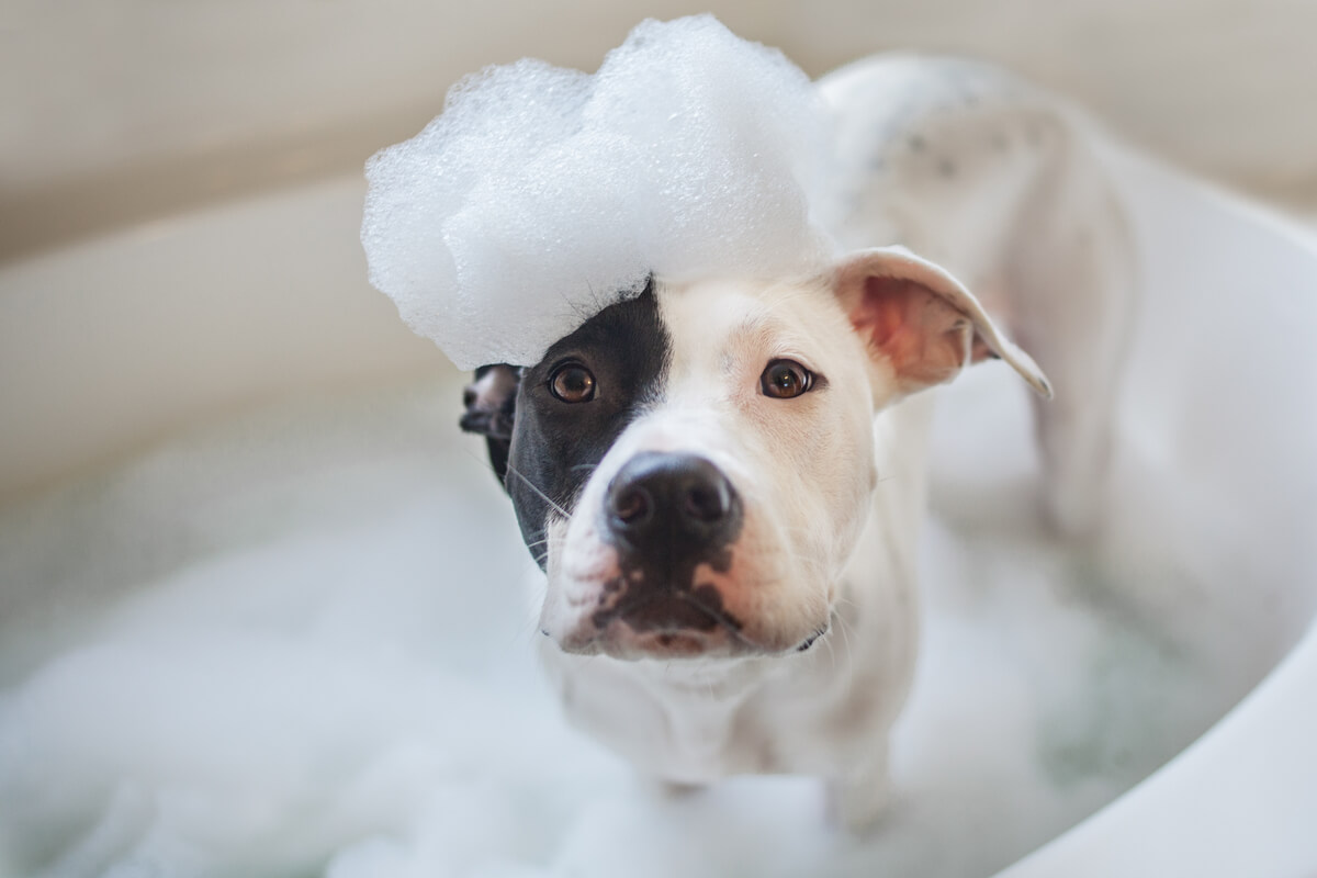 Un perro en la hora del baño.