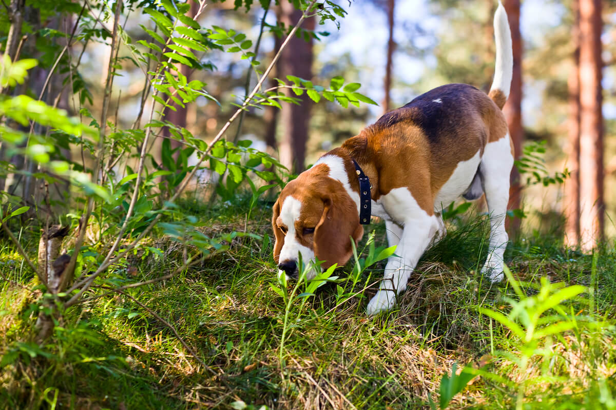 Un perro perdido reconociendo olores en el campo.