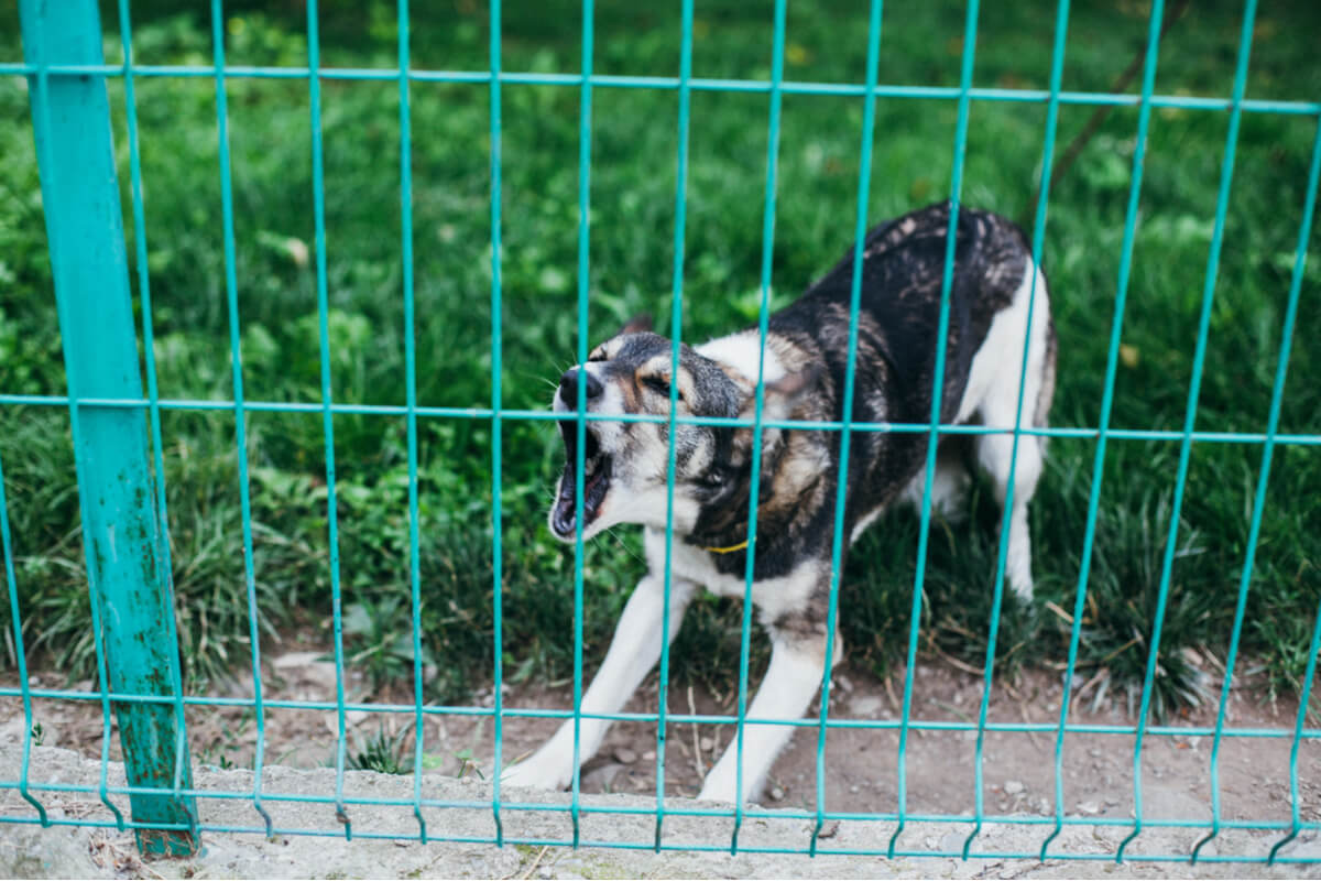 Un perro ladra tras una valla.