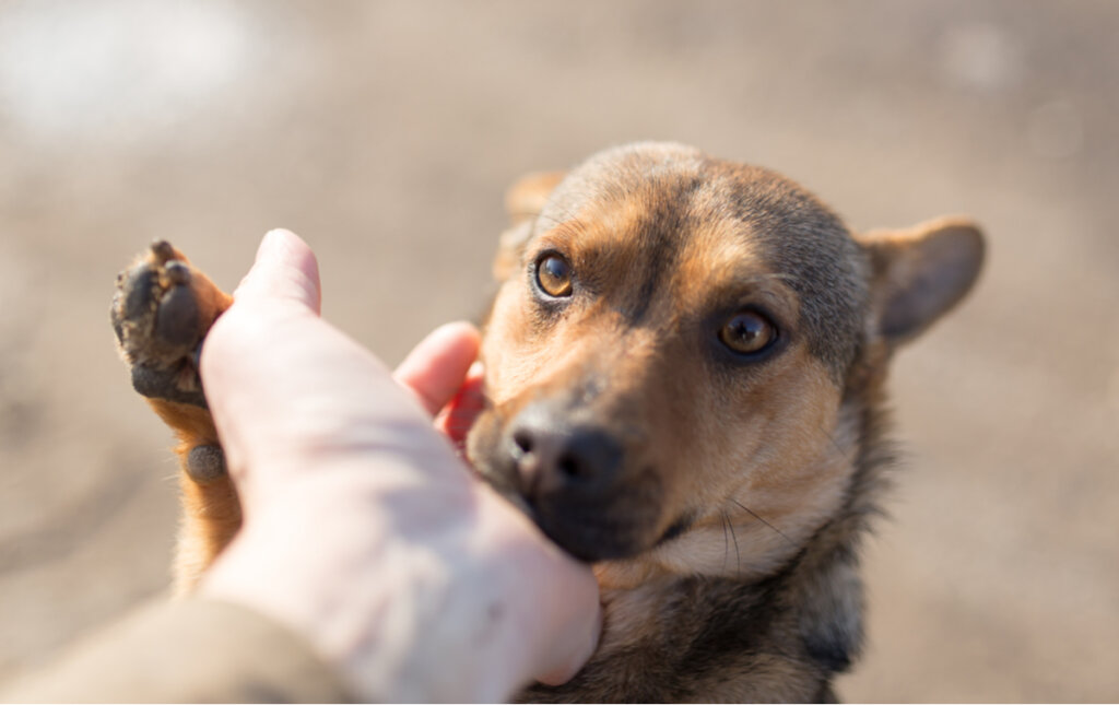 Heroicidad canina: un perro salva a una familia de morir en un incendio