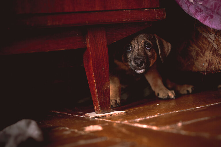 ¿Qué hacer si mi perro me tiene miedo?