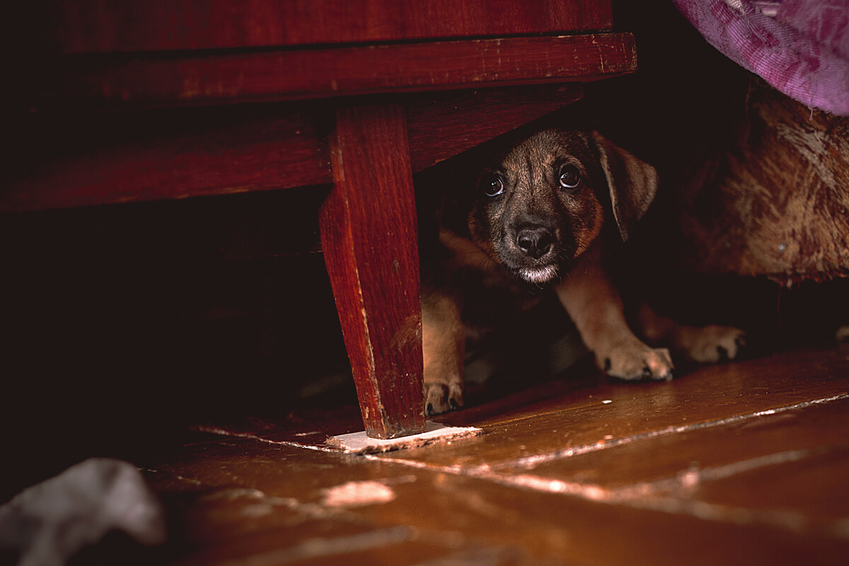 Un perro con miedo bajo una cama.