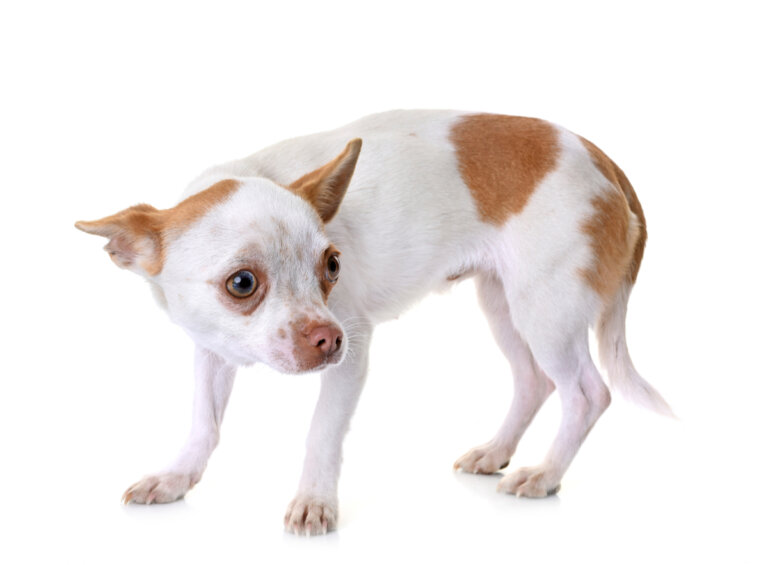 Vértigo en perros: causas, síntomas y tratamiento
