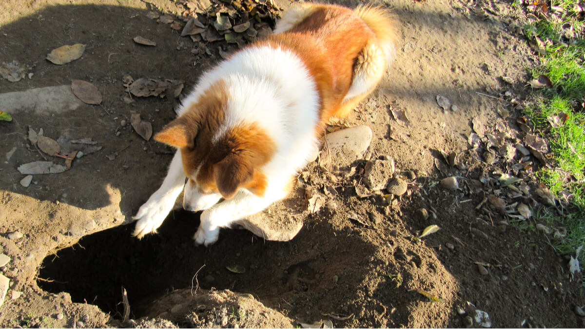Un perro mirando atentamente a un agujero.
