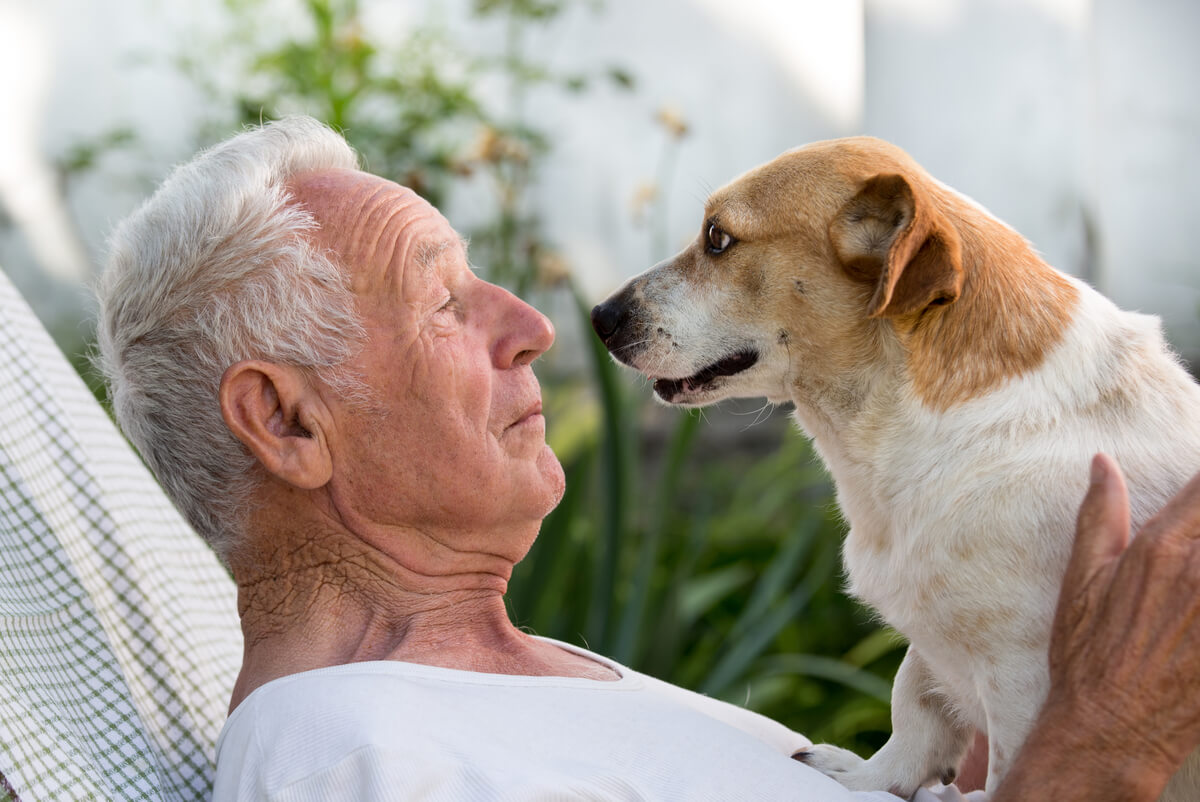 Un chien regarde son gardien.