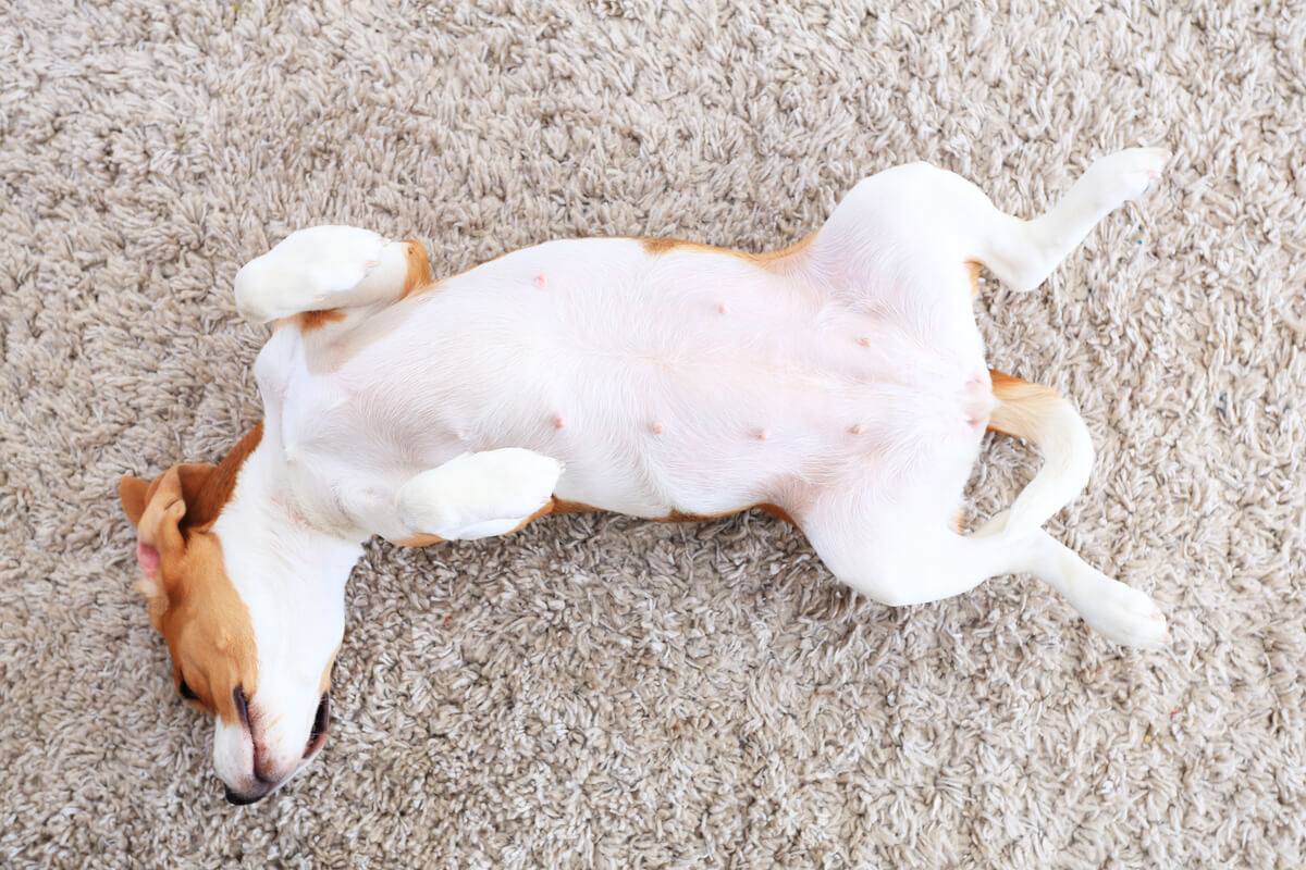 Un perro está mostrando su abdomen.
