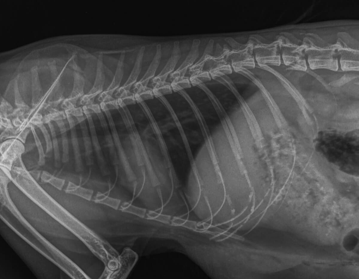 Un diagnóstico de un perro con neumonía por rayos X.