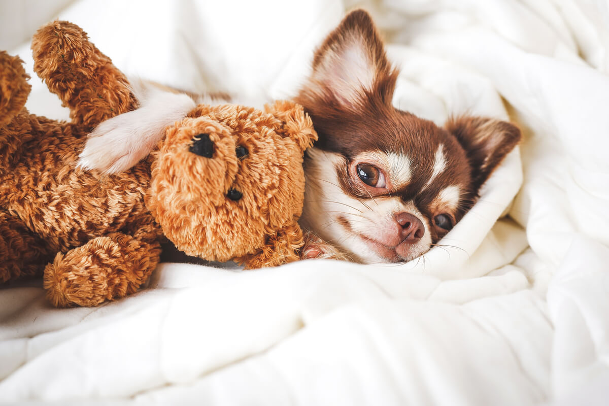 La diferencia entre pinscher y chihuahua es muy obvia.