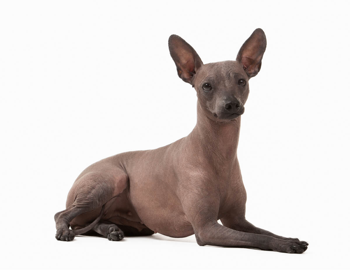 Xoloitzcuintle, tüysüz meksika köpeği