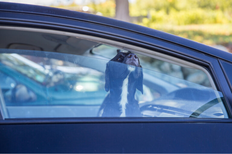 ¿Cómo evitar un golpe de calor de la mascota en el coche?