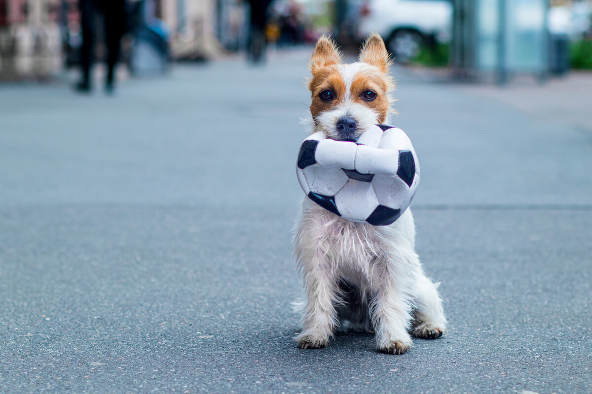 Un perro con una pelota de fútbol.