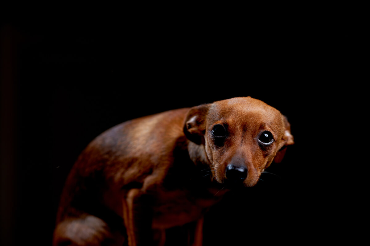 Un perro triste sobre un fondo negro.