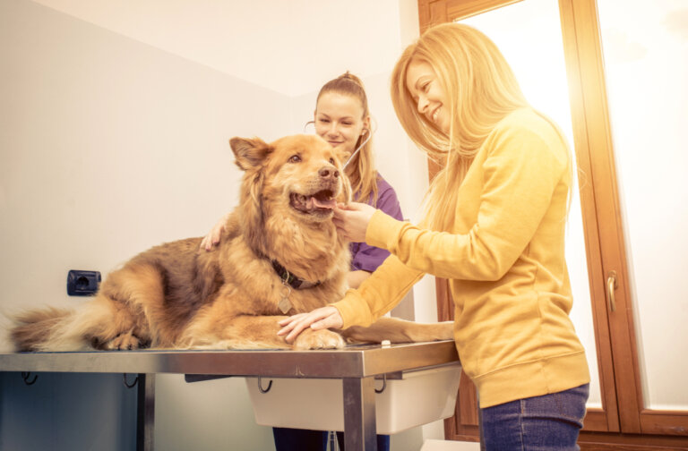 Prostatitis en perros: síntomas y tratamiento