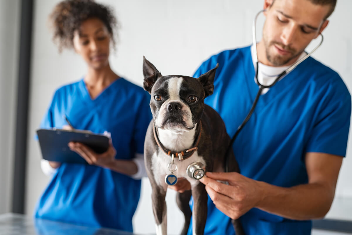 Un perro en el veterinario por disnea.