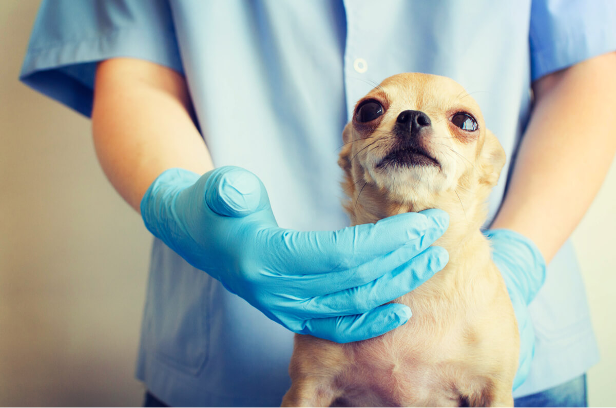 Un perro en un veterinario.