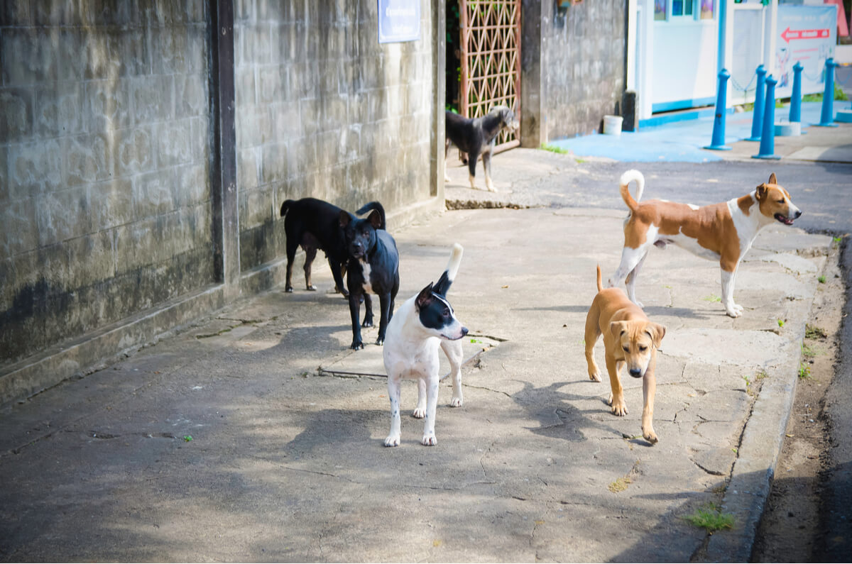 Un grupo de perros callejeros.