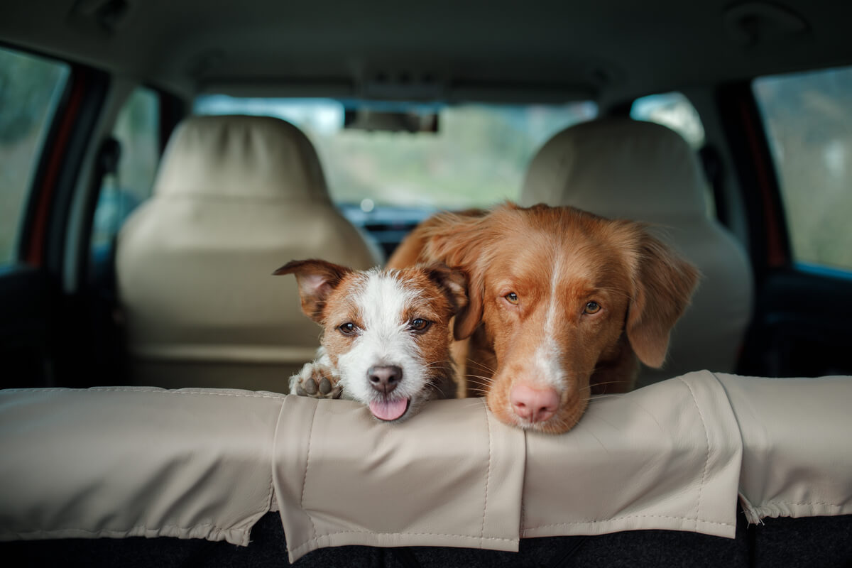 Golpe de calor y coche en perros.