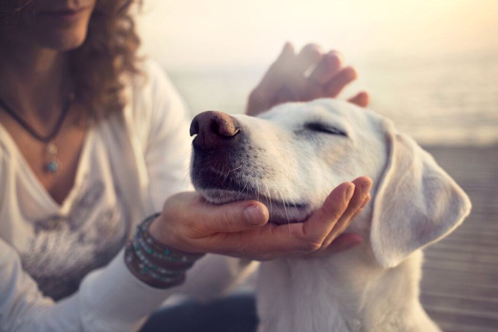 Una persona consolando a un perro.