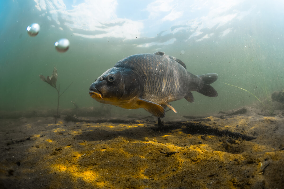 El sistema respiratorio de los peces está adaptado a una vida bajo el agua.