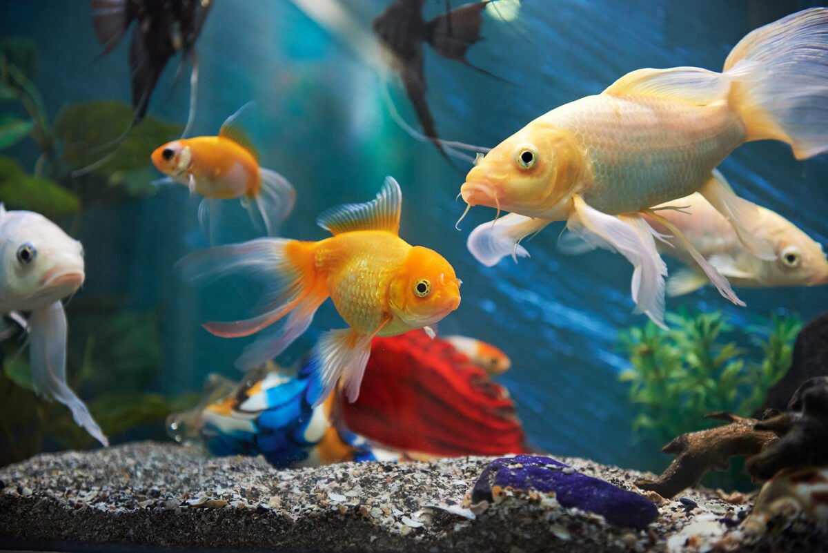 Un pez dorado en un acuario.
