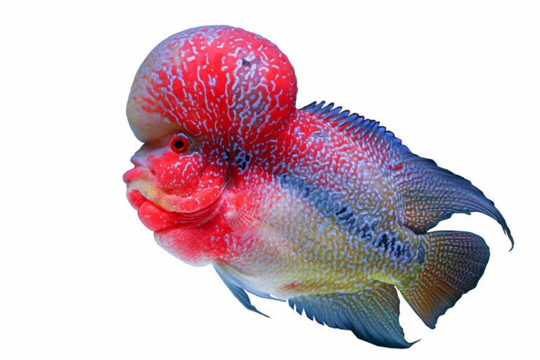 Pez flowerhorn: temperamento y personalidad