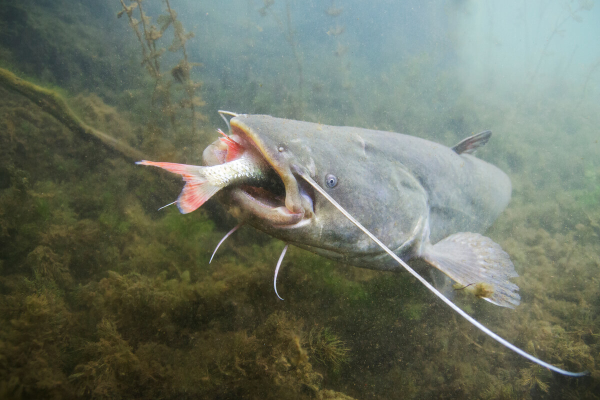 Un pez gato en el fondo del río