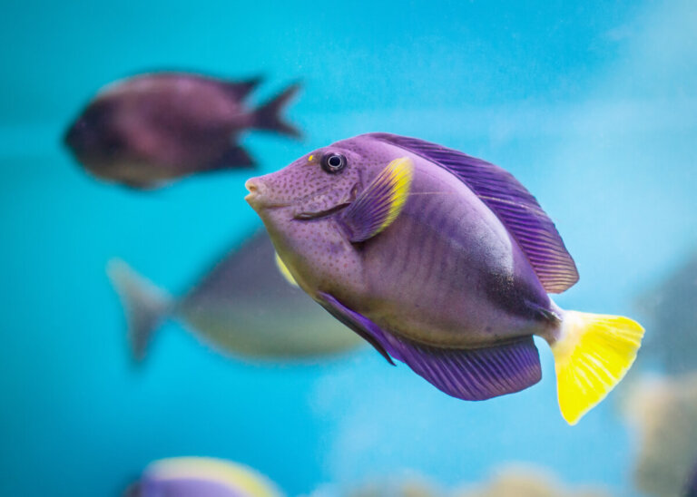 ¿Cómo es el sistema respiratorio de los peces?